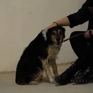 Na psích promítáních se promítají filmy s tematikou psího hrdiny.