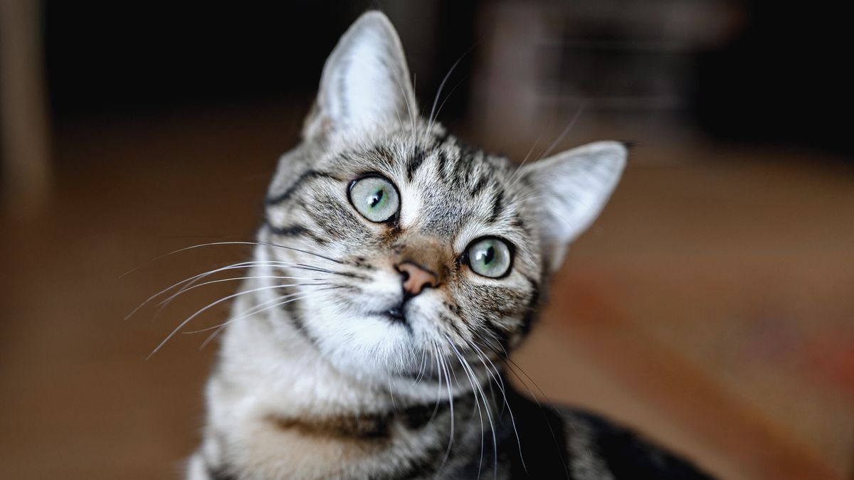 Přede štěstím? Vědci vyvrací mýty o kočkách