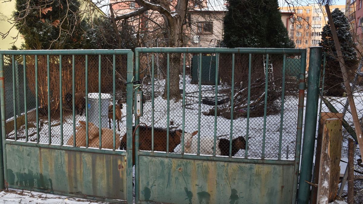 Lidé v Českém Těšíně sebrali chovateli hladová zvířata. Případ řeší policie