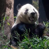 Samec Siao Siao zatím strávil v tokijské zoo Ueno celý život, přesto ale patří Číně. 