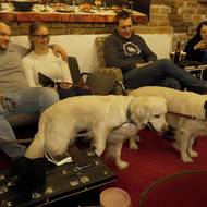 Psí publikum tvoří hlavně psi zvyklí na kolektiv a klidnější prostředí.