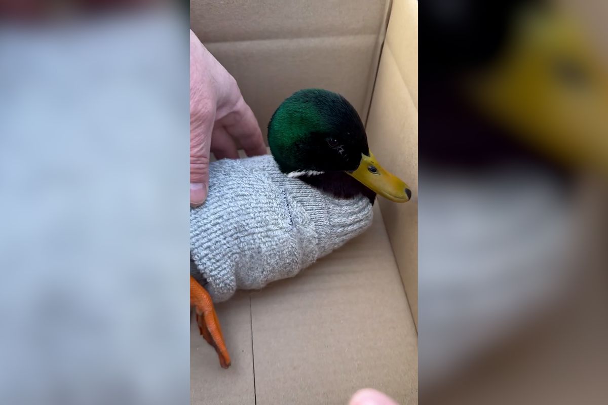 Žena v Písku zachránila vysíleného kačera oblečením do svetříku