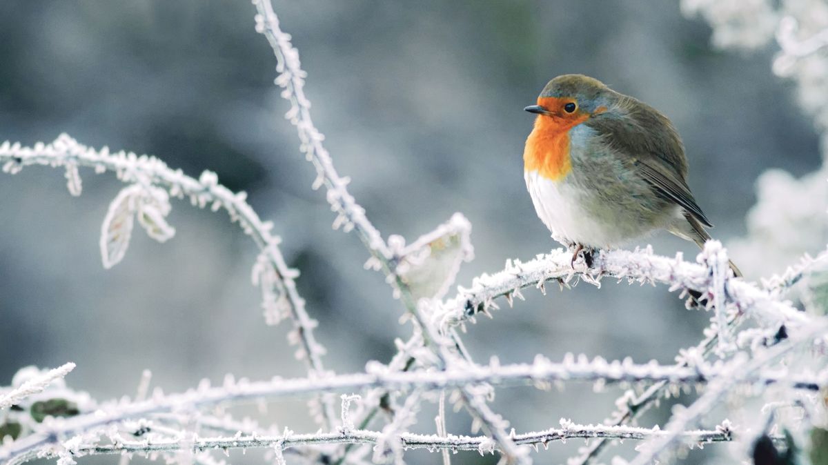 Bílá geometrie: hra tvarů pod sněhem