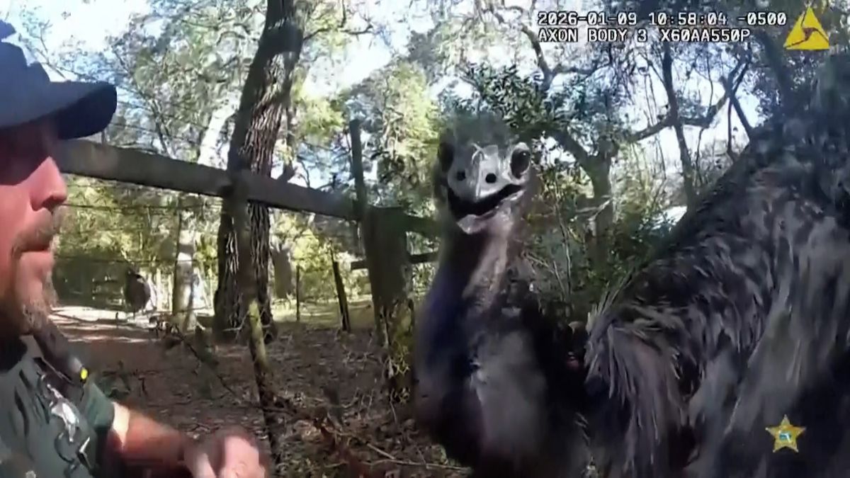 Uprchlá pštrosice na Floridě skončila v policejních poutech