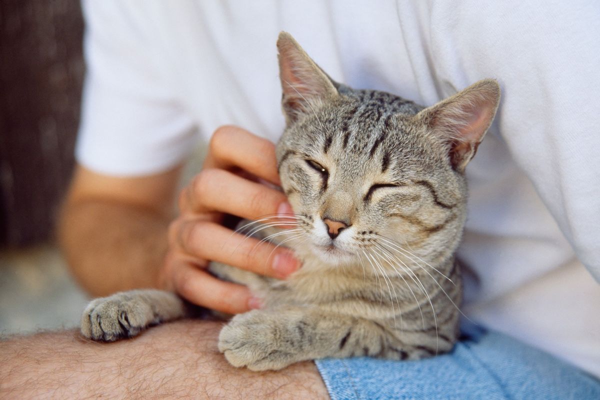 Fin neunesl smrt kočky, vyhodili ho z práce. Soud sice vyhrál, ale peníze už nespatřil
