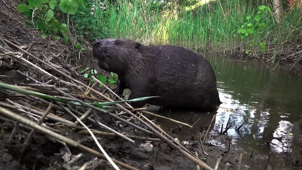 Bobr od Rokycan se stal hvězdou světových médií. Státu ušetřil desítky milionů