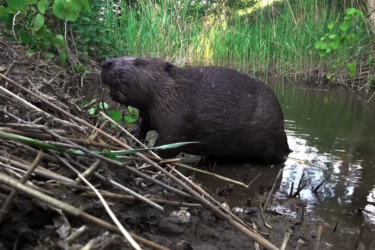 Bobr od Rokycan se stal hvězdou světových médií. Státu ušetřil desítky milionů