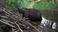 Bobr od Rokycan se stal hvězdou světových médií. Státu ušetřil desítky milionů