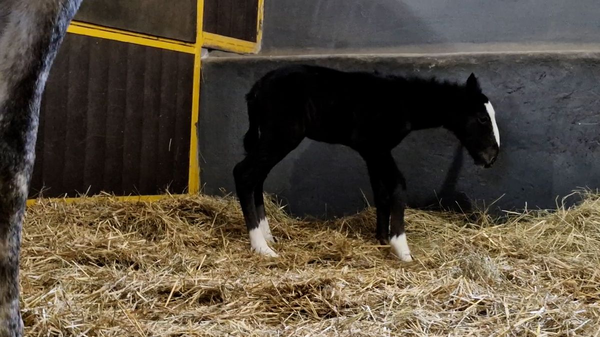 V Kladrubech představili první letošní hříbě, jeho otec je model a jezdí na mistrovství světa