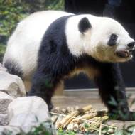 Všechny panda velké na světě oficiálně patří Číně. Včetně potomků, kteří se narodí potomkům narozeným jinde během zapůjčení či pronájmu. To byl i případ čtyřletých dvojčat, která doposud žila v Japonsku. 