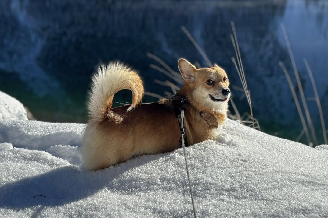 Psa Tommiho vyděsily u Lipna petardy kvůli traumatu z války. Zoufalí majitelé po něm stále pátrají
