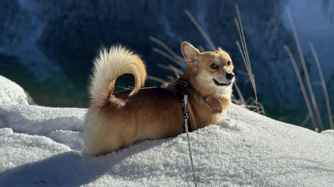 Psa Tommiho vyděsily u Lipna petardy kvůli traumatu z války. Zoufalí majitelé po něm stále pátrají