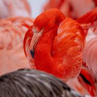 Plameňáci chilští a kubánští mráz zvládnou. Ale podle pohledu jim není zrovna příjemný. 