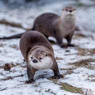 Vydry severoamerické se museli nechat přemlouvat, aby se ukázaly… 