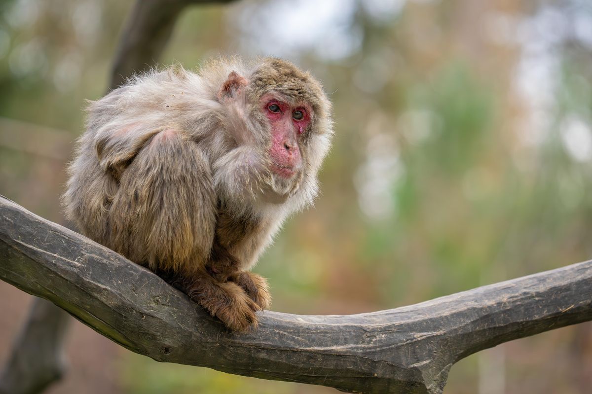 V olomoucké zoo uhynula Babča, jeden z nejstarších makaků na světě