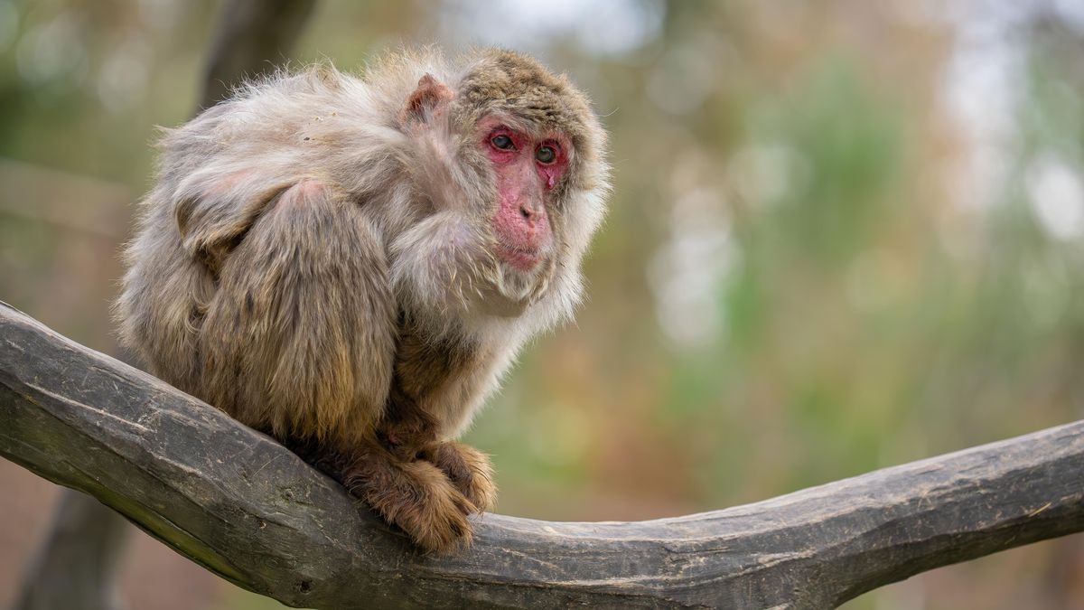 V olomoucké zoo uhynula Babča, jeden z nejstarších makaků na světě