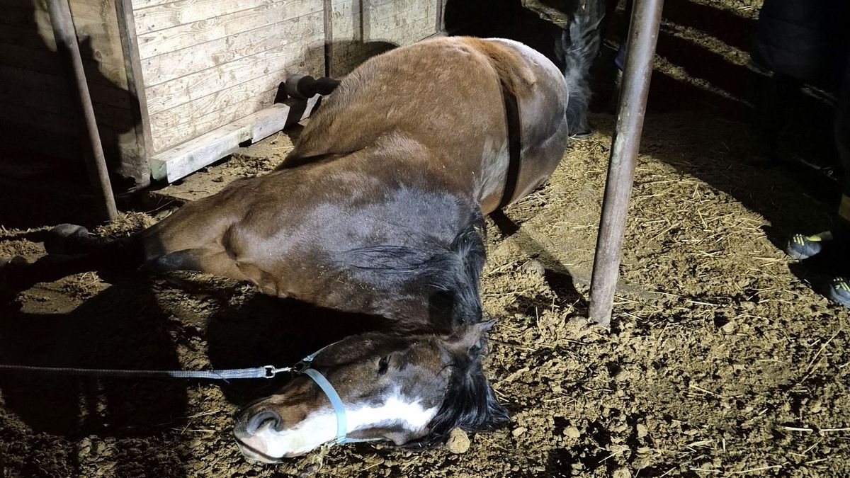 Kůň uvízl v krmelci, pomohli mu hasiči