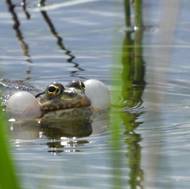 Skokan v jedné z tůní