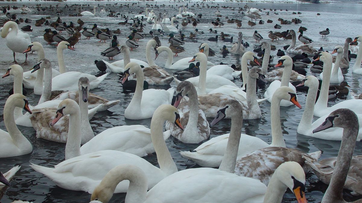 Uhynulé labutě v Hradci Králové měly ptačí chřipku