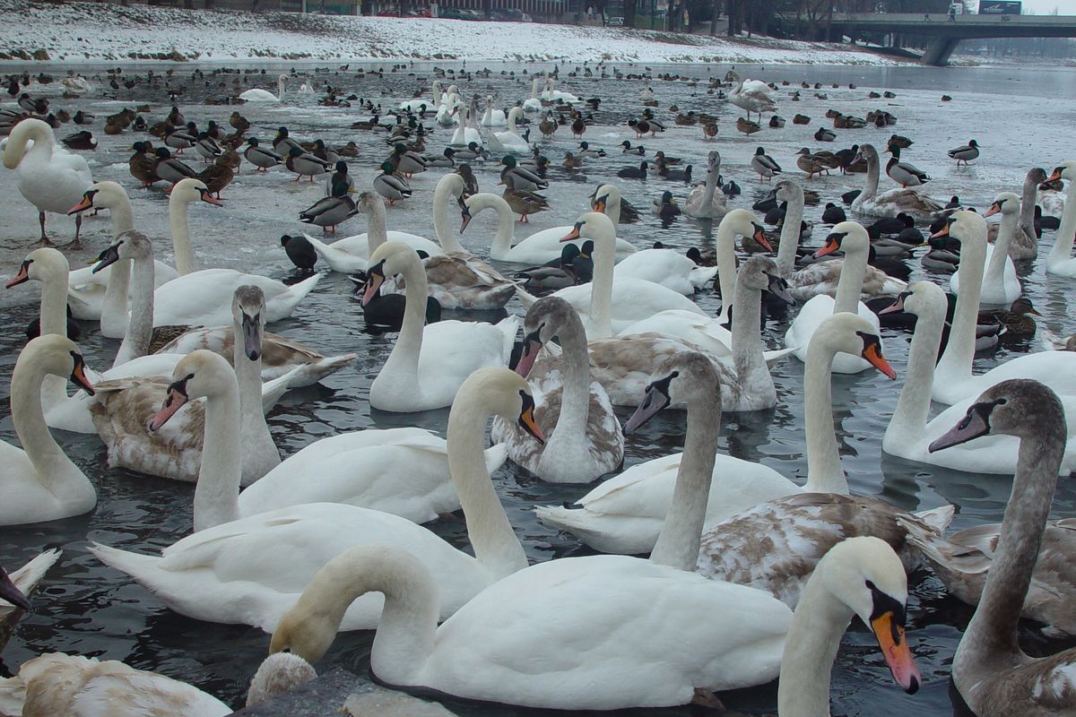 Uhynulé labutě v Hradci Králové měly ptačí chřipku