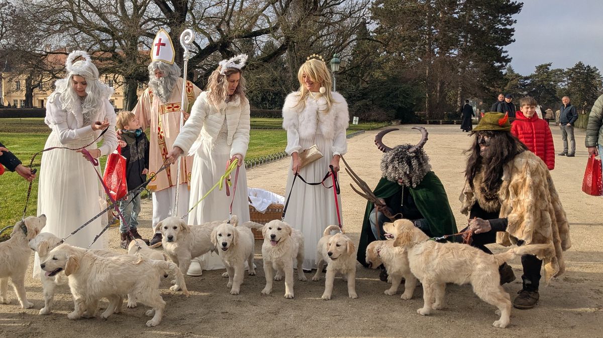 Sto padesát zanedbaných psů z Odrovic je stále v útulcích. Dokud nerozhodne soud, do rodin nesmí