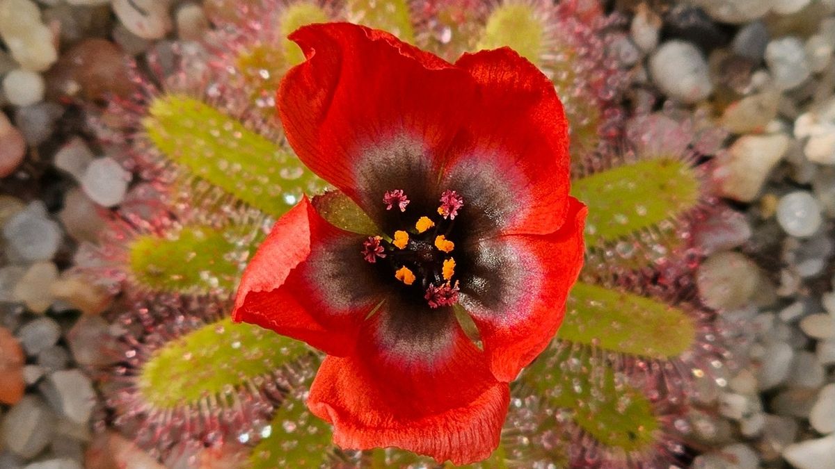 V Liberci vykvetla unikátní masožravka. Květ ukázala jen na hodinu