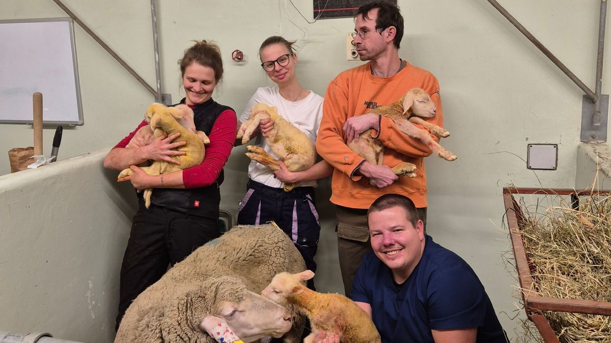 V Brně se narodila jehněčí paterčata