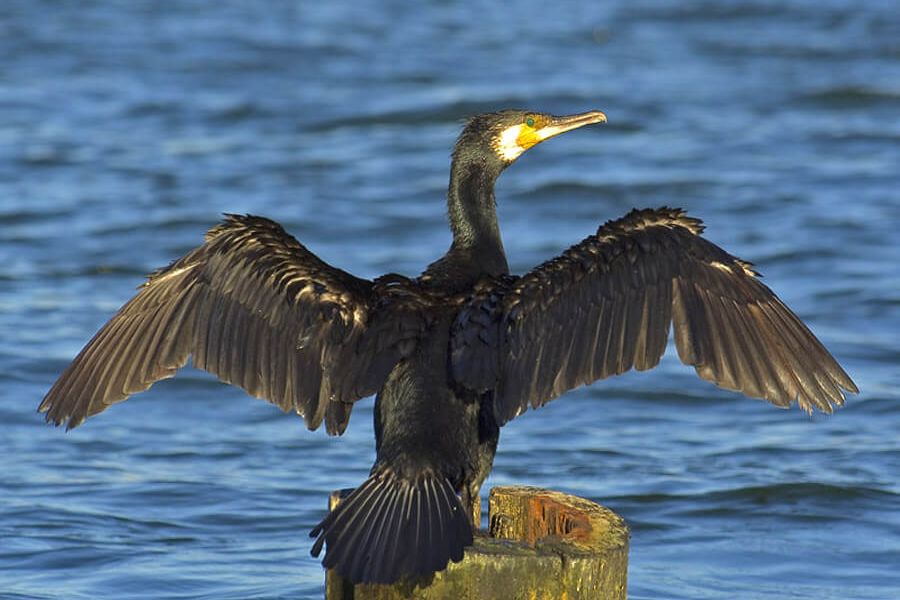 Chytří kormoráni našli v mrazech útočiště v Moravském krasu, kde stále mohou lovit ryby díky vodě z podzemí