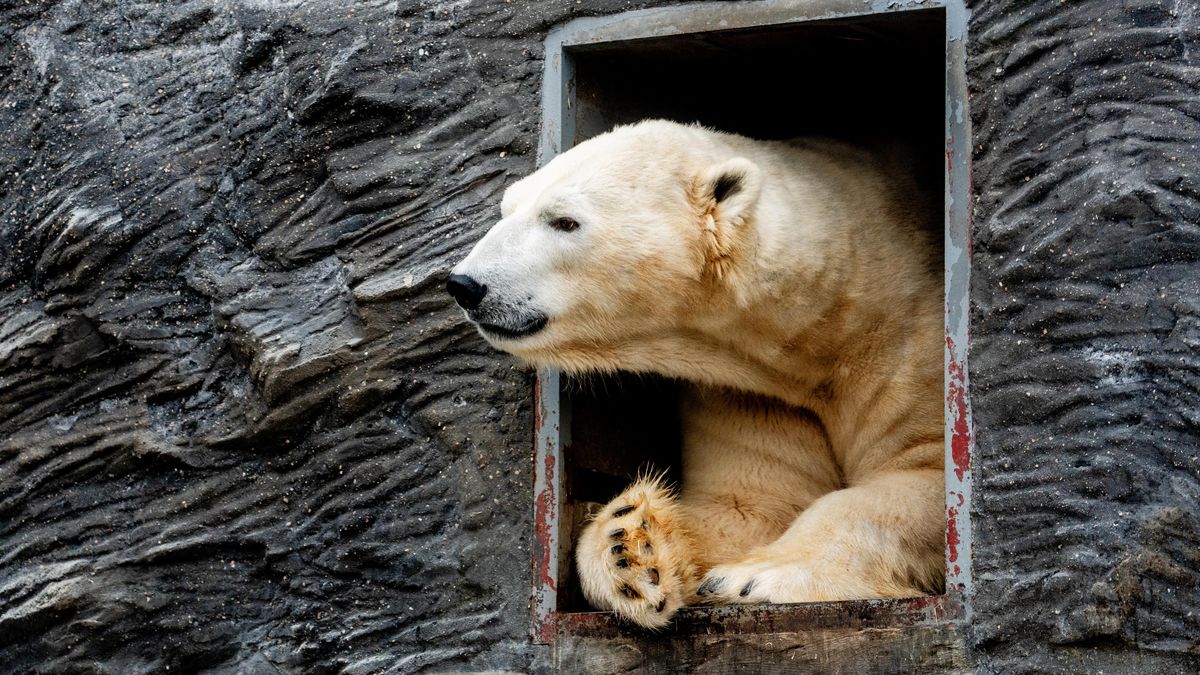 FOTO: Mráz v Zoo Praha. Pro medvědy jako doma, vydry se nechaly lákat