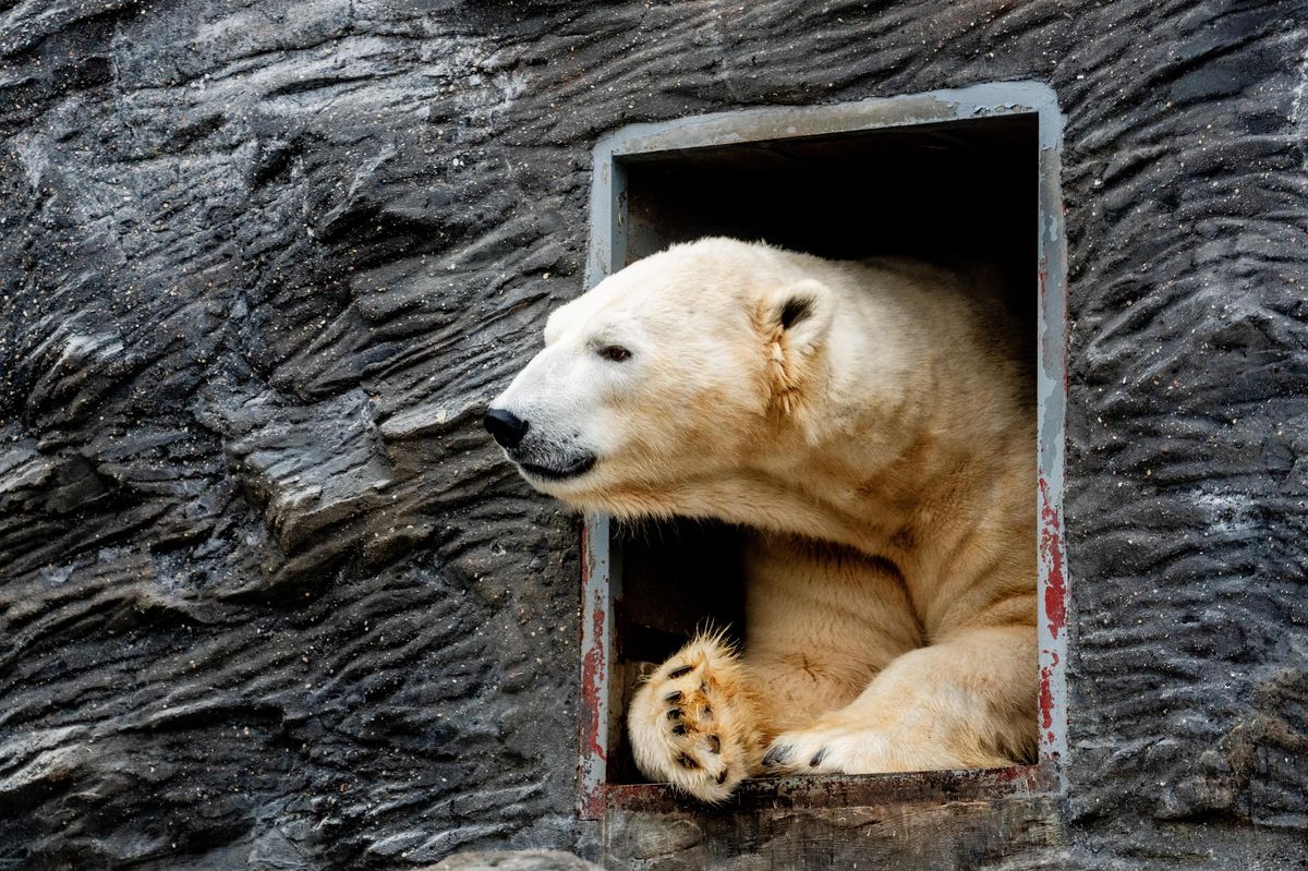 FOTO: Mráz v Zoo Praha. Pro medvědy jako doma, vydry se nechaly lákat