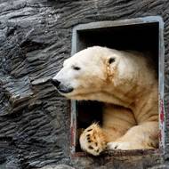 Jestli někomu mráz v pražské Zoo vůbec nevadí, jsou to lední mědvědi. 