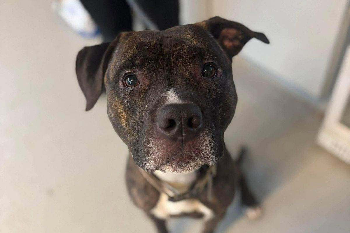 Pes si sám odemkl dveře útulku a utekl zpátky domů