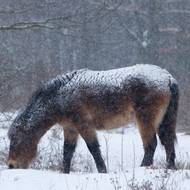 Koně si najdou trávu pod sněhem.