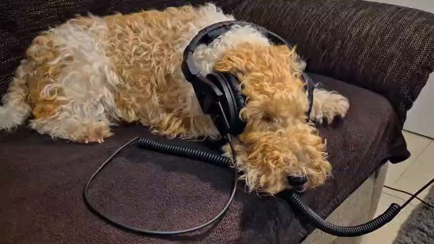 Foxteriér Cody ze Šumavy patří k největším fanouškům Lady Gaga