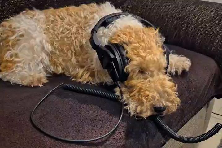 Foxteriér Cody ze Šumavy patří k největším fanouškům Lady Gaga