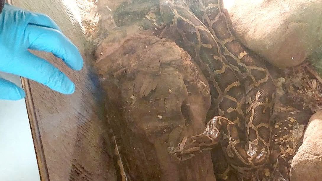 Tak kdo má pravdu? Hasiči a záchranáři mluví o případu s krajtou na Karlovarsku rozdílně