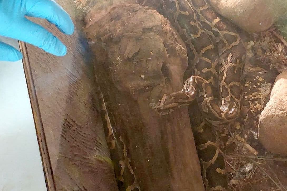 Tak kdo má pravdu? Hasiči a záchranáři mluví o případu s krajtou na Karlovarsku rozdílně