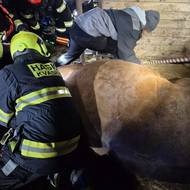 Záchrana koně na Kroměřížsku