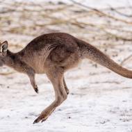 Klokanům obrovským to skáče i v zimě, i když tento mladý obrovský teprve bude. 