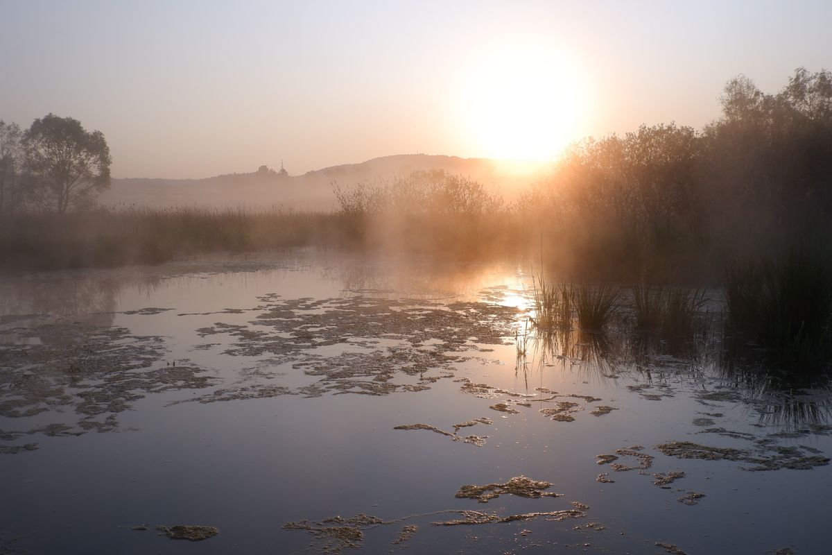 Sedmihorské mokřady v Českém ráji jsou o kus větší. Zabydlely se v nich tisíce vzácných ptáků