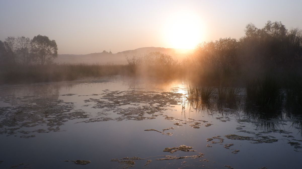 Sedmihorské mokřady v Českém ráji jsou o kus větší. Zabydlely se v nich tisíce vzácných ptáků