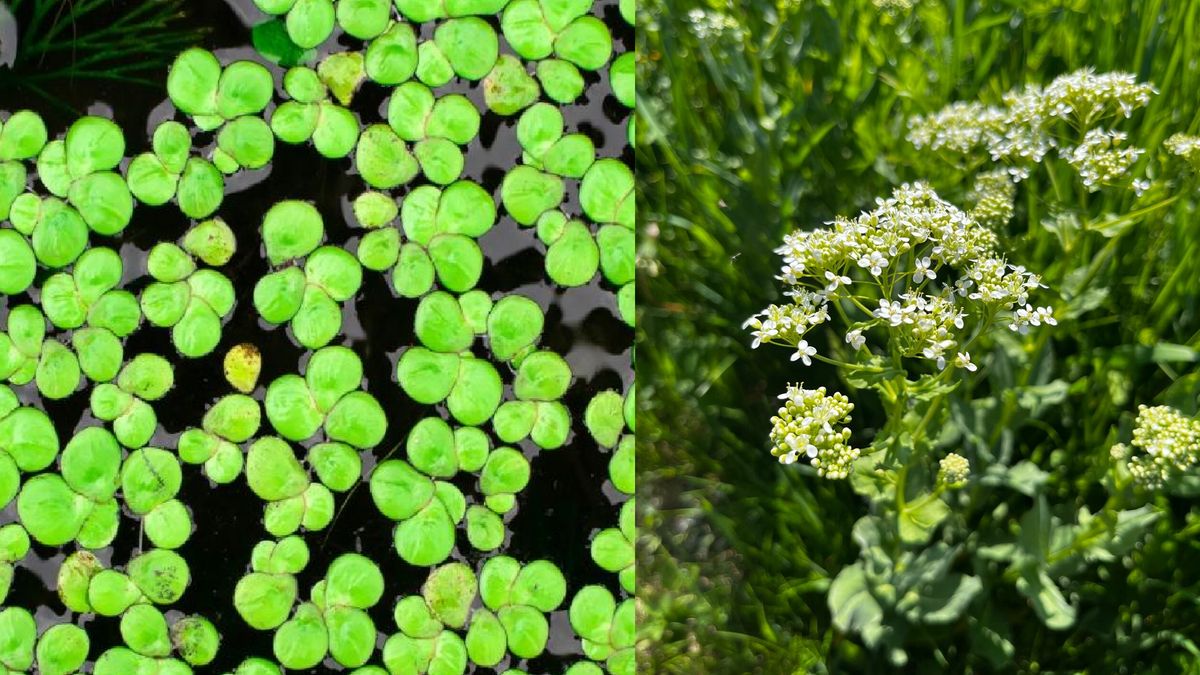 Z plevele mezi výživové doplňky? Vědci experimentují s vodní čočkou a divokou brokolicí
