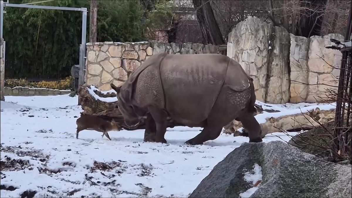 Na plzeňskou samici nosorožce Marušku si v polské zoo dovoluje čínský jelínek