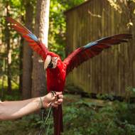 Za to, že prázdniny budou jiné, než bylo plánováno, může chytrý papoušek.