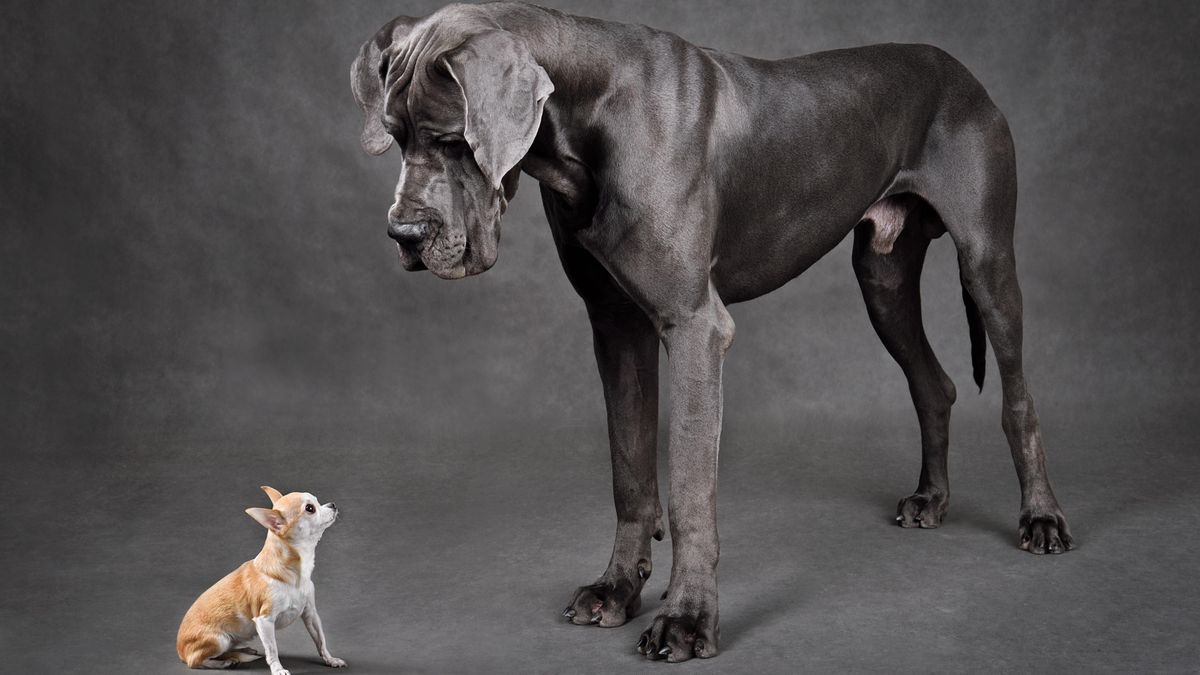 Vědci jsou na stopě léku, který zpomalí stárnutí psů