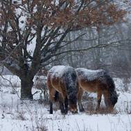 Divokým koním z Podyjí chlad nevadí.