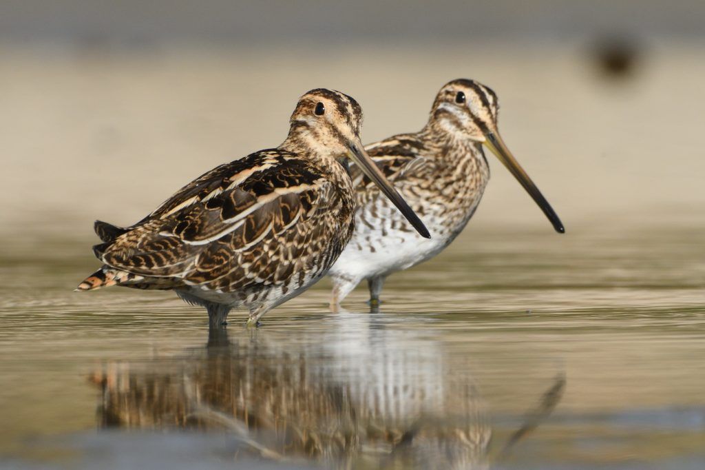 Ornitologové rozšířili ptačí park u České Lípy. Cílí na vzácného opeřence, který mečí jako koza