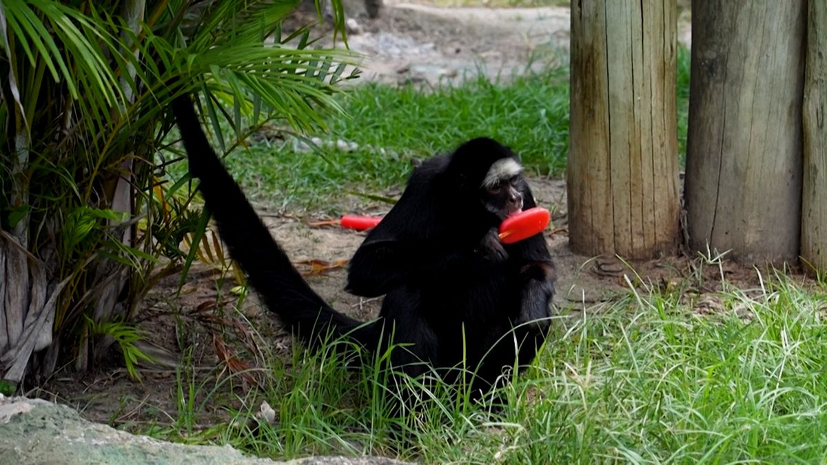 V brazilské zoo rozdali zvířatům během vedra nanuky