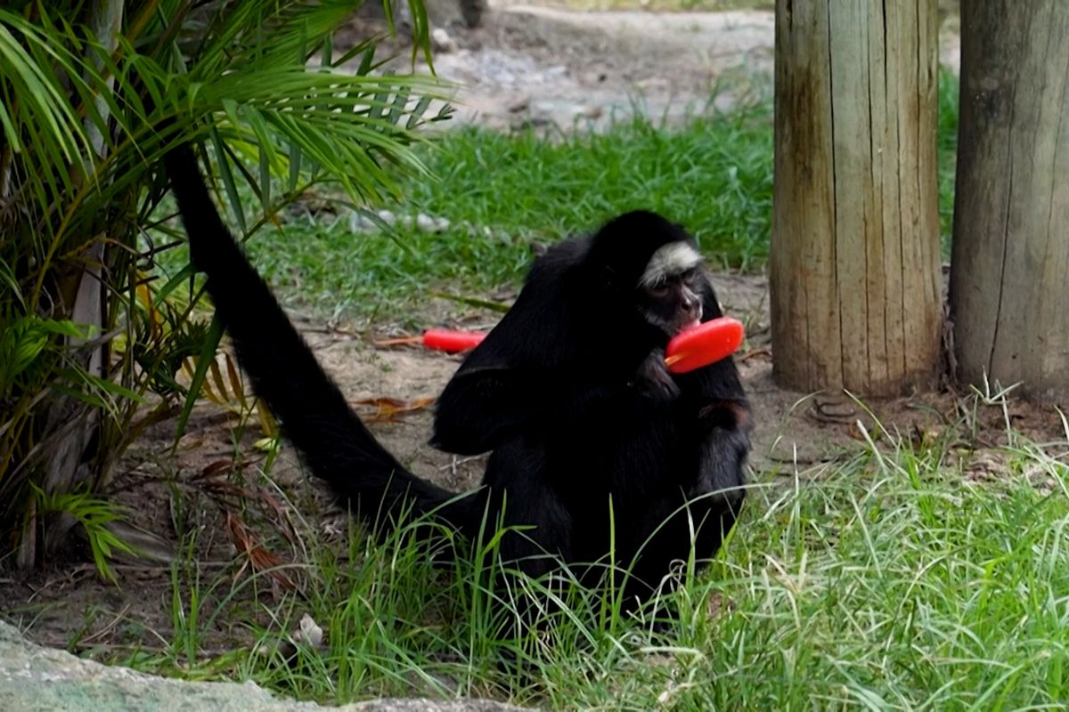 V brazilské zoo rozdali zvířatům během vedra nanuky