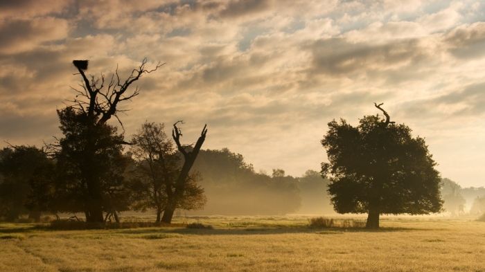 Mohutné staroduby na Soutoku měly namále, konečně jich přibývá. Objevil se i sto let nezvěstný brouk